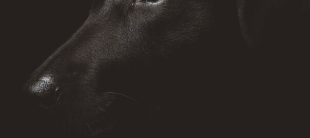 Free black dog head portrait