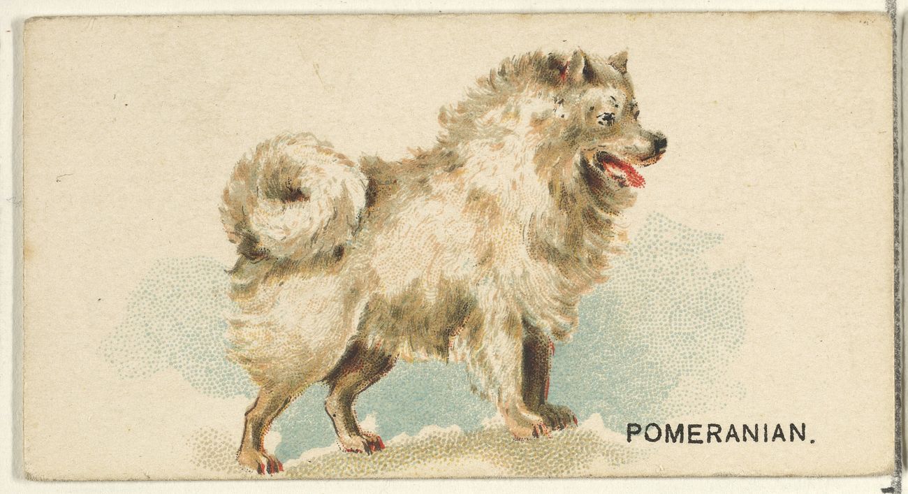 Pomeranian, from the Dogs of the World