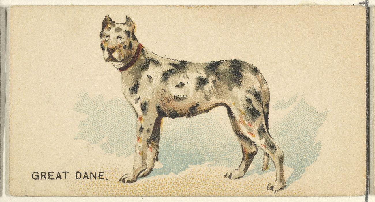 Great Dane color illustration, from the Dogs of the World