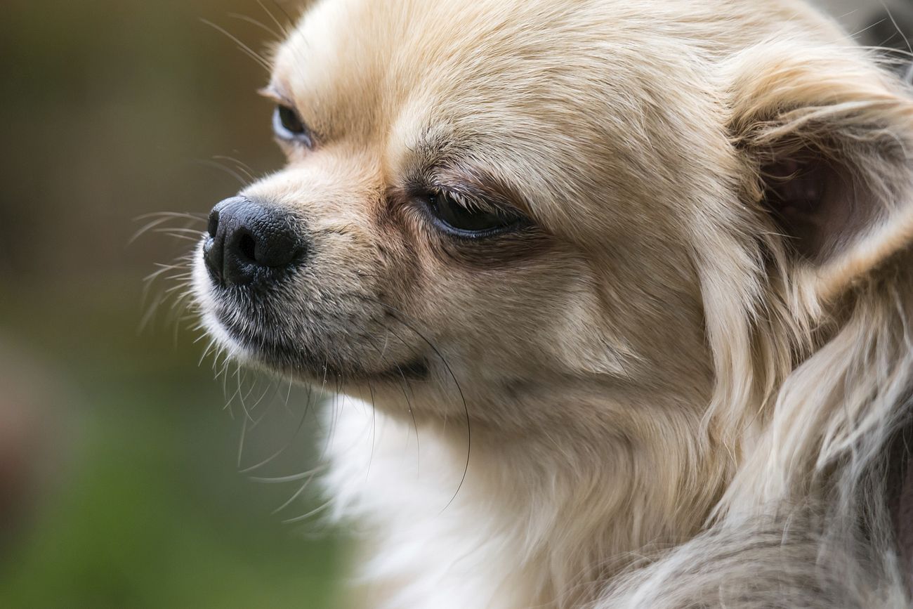 Chihuahua close-up