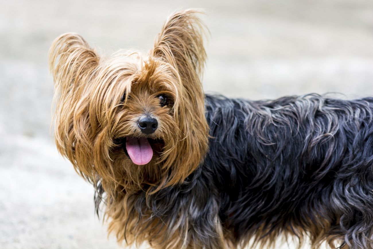 Yorkshire Terrier with his tongue out