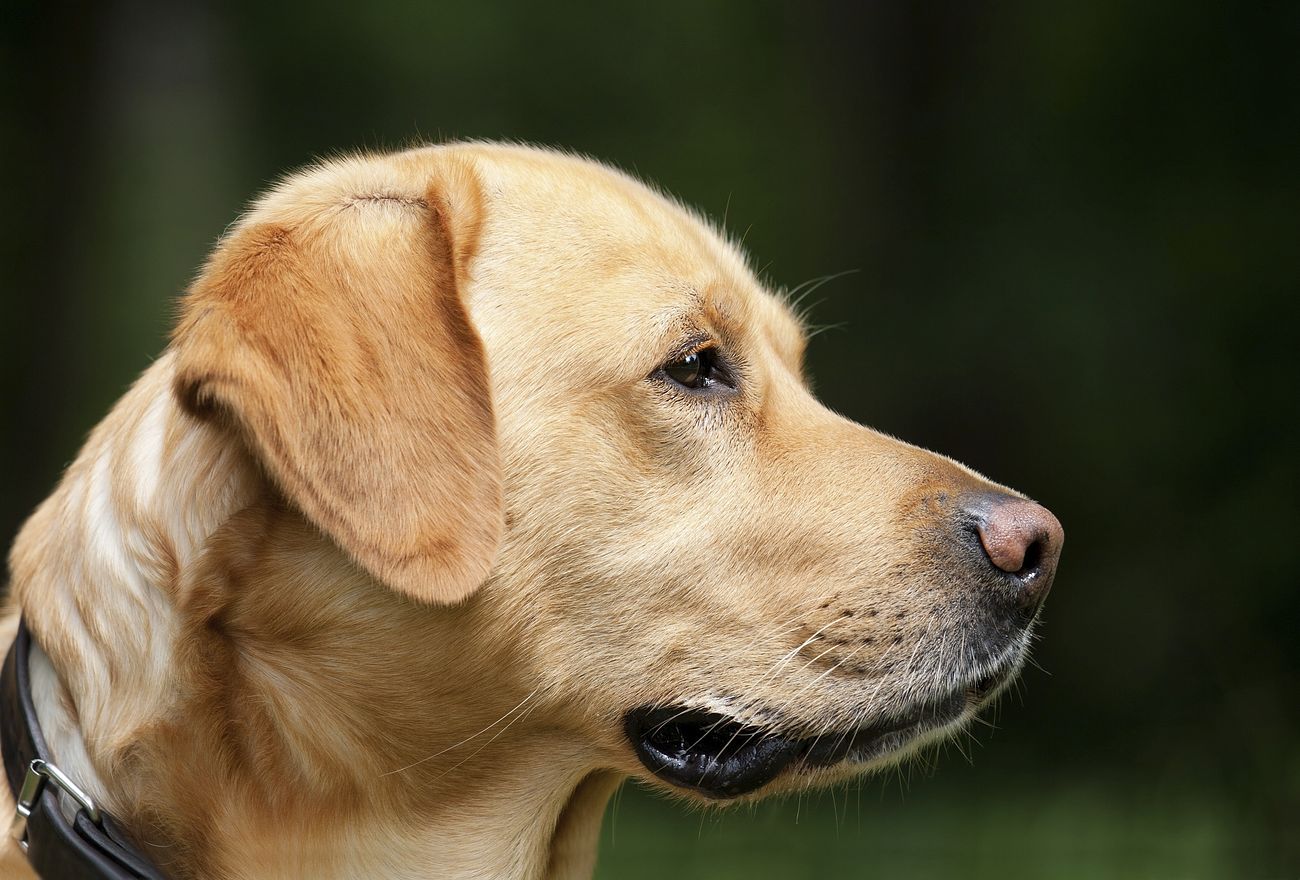 Light brown labrador retriever dog close-up