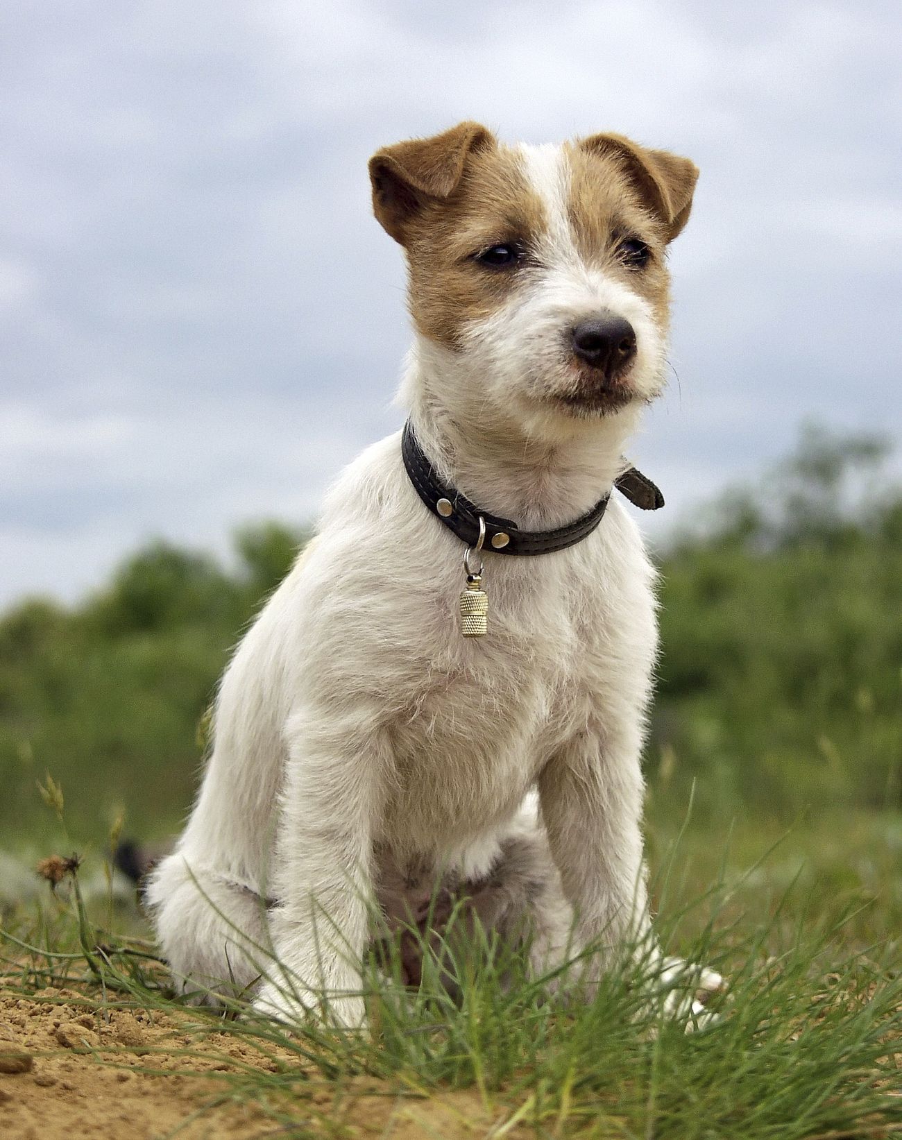 Puppy of Jack Russell Terrier